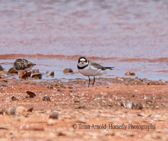 Semipalmated Plover - ML568512591