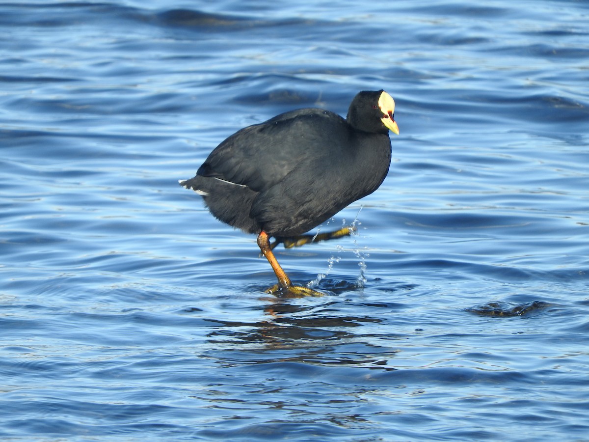 Red-gartered Coot - ML568513411