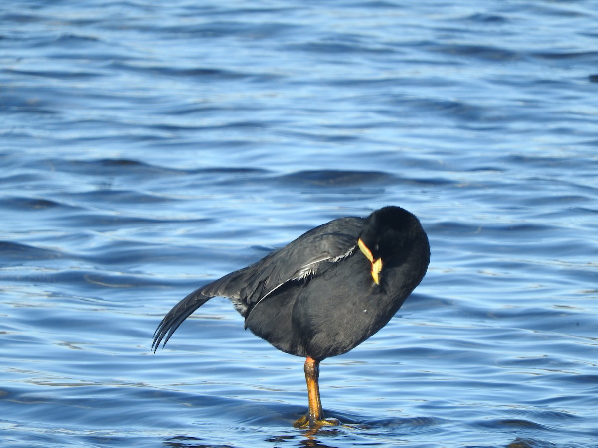 Red-gartered Coot - ML568513441