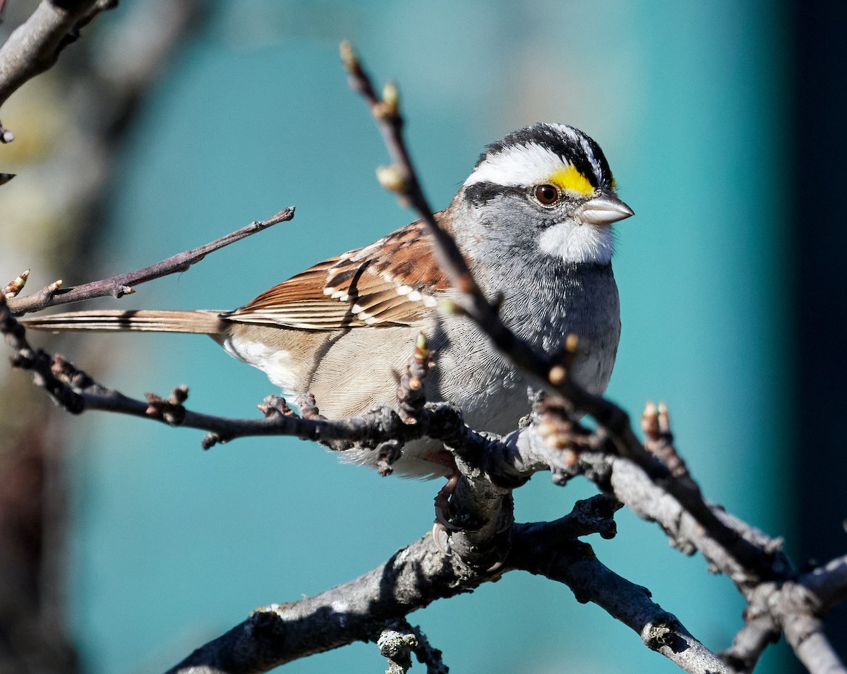 White-throated Sparrow - ML568515731