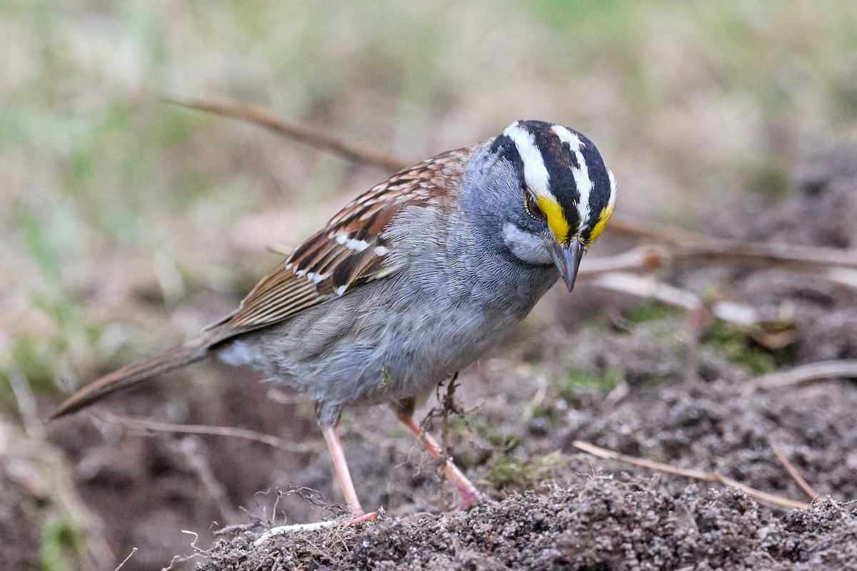 White-throated Sparrow - ML568515741
