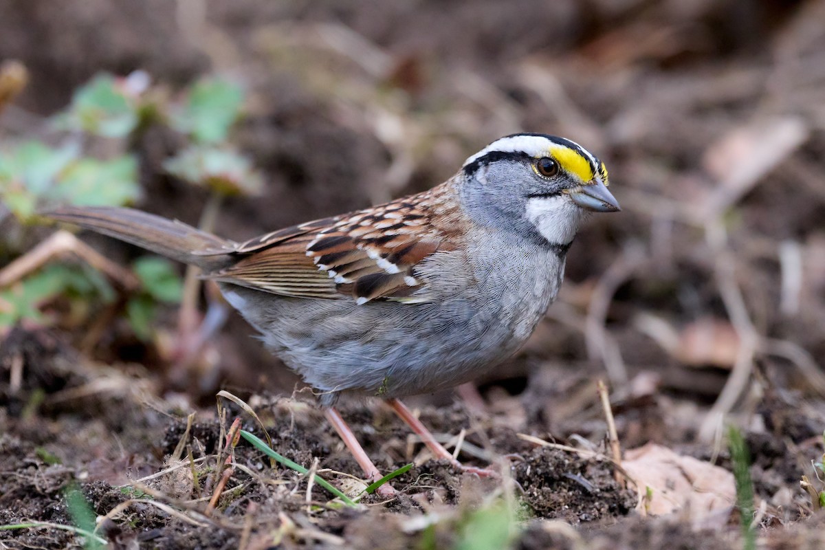 White-throated Sparrow - ML568515761