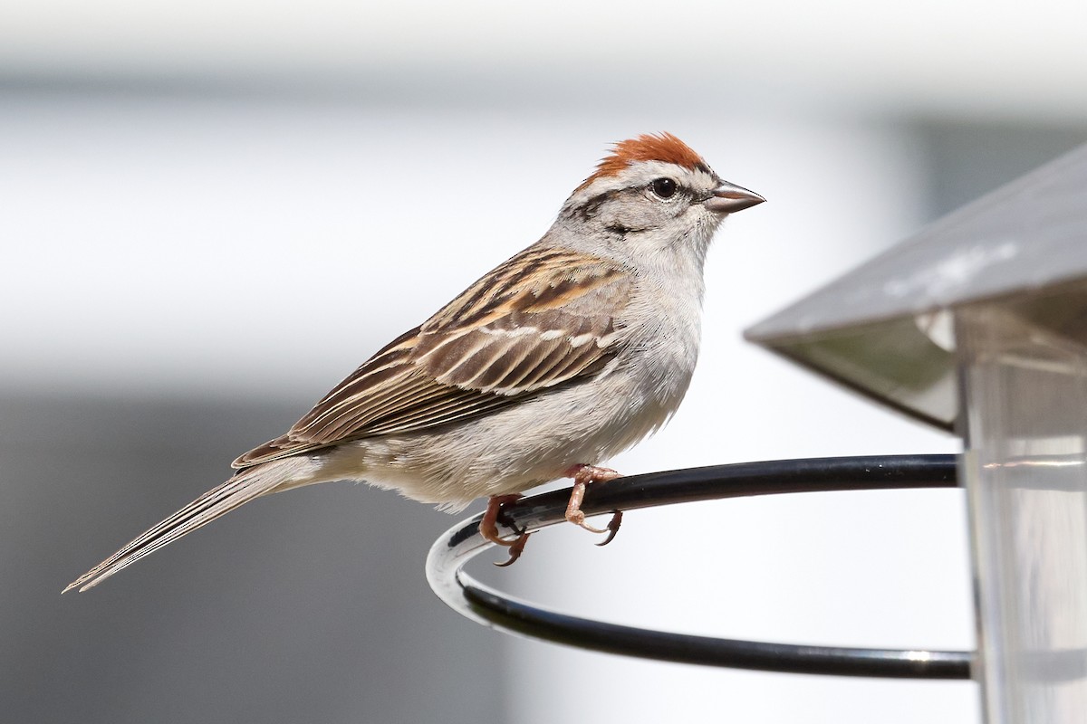 Chipping Sparrow - ML568515971