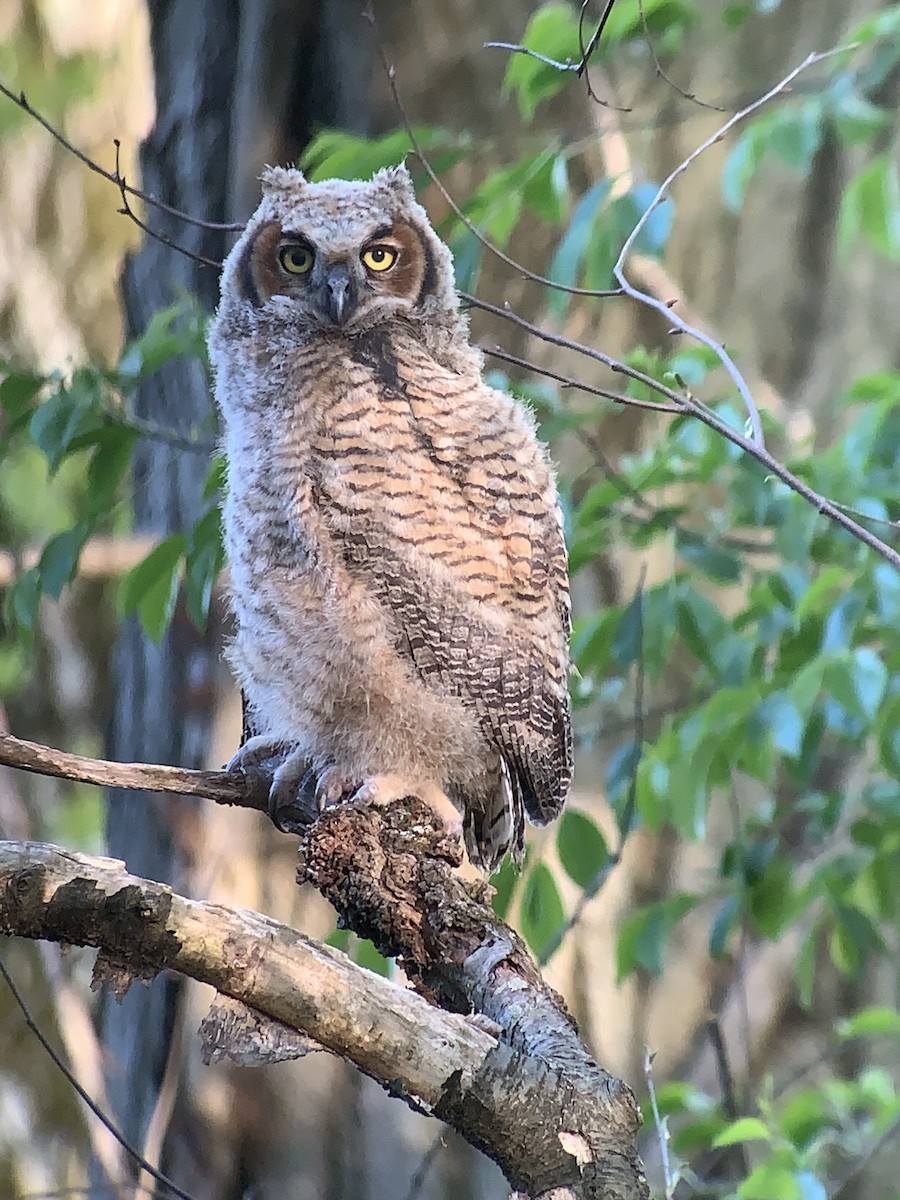 Great Horned Owl - ML568518761