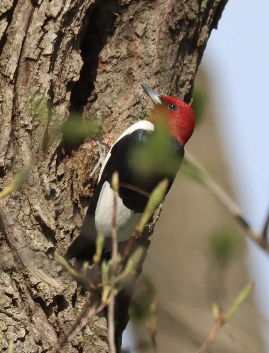 Red-headed Woodpecker - ML568521831