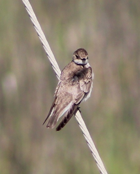 Northern Rough-winged Swallow - Wally Birder