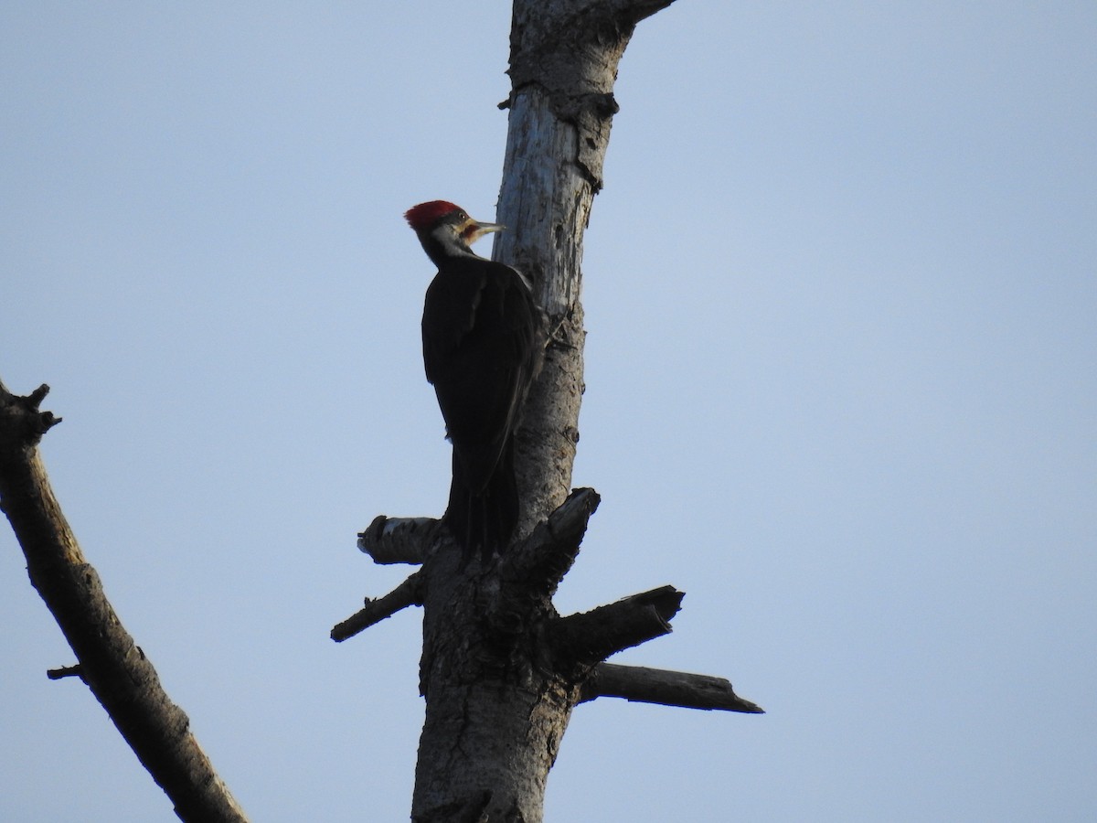 Pileated Woodpecker - Jody  Wells