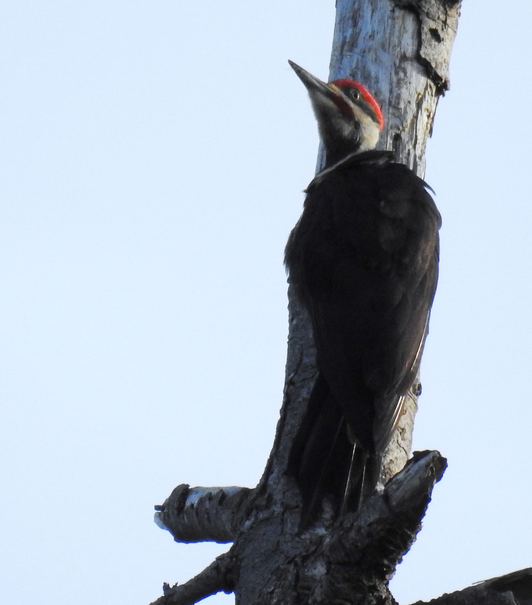 Pileated Woodpecker - ML56852631