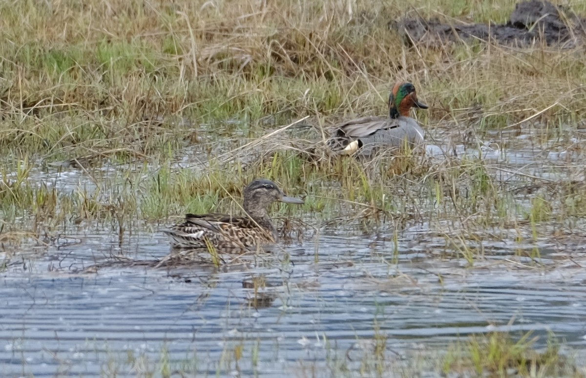 Green-winged Teal - ML568528111