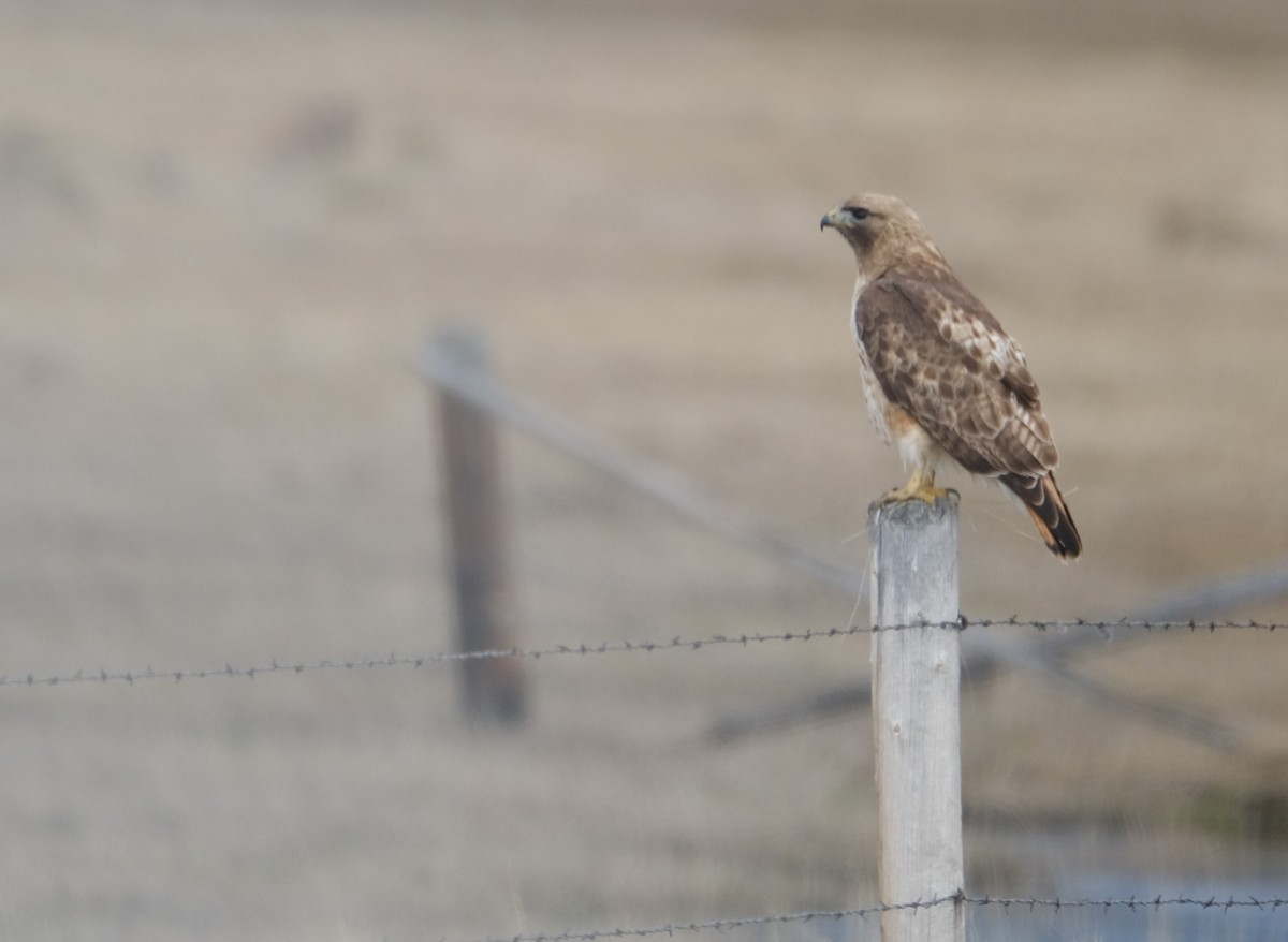 Red-tailed Hawk - ML568528261