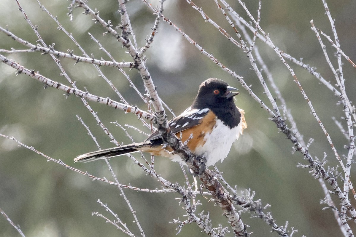 Spotted Towhee - ML568529321
