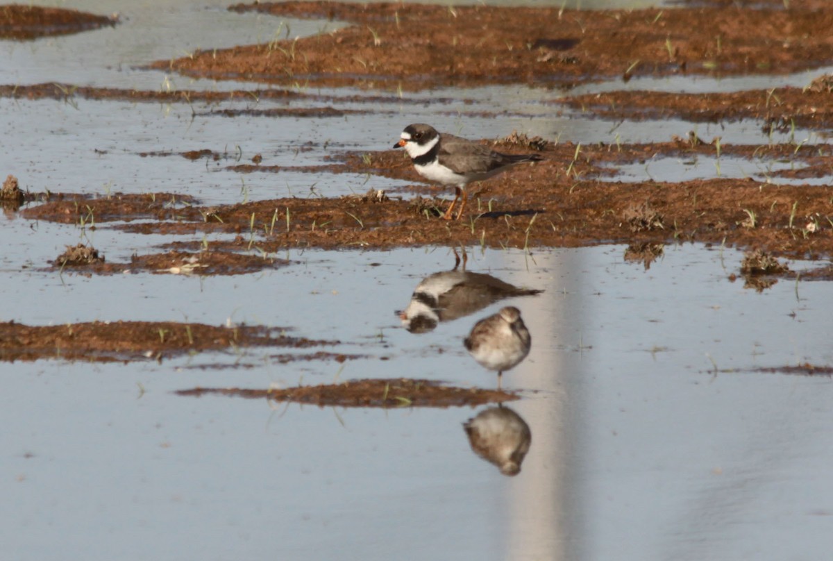 Semipalmated Plover - Tom Forwood JR