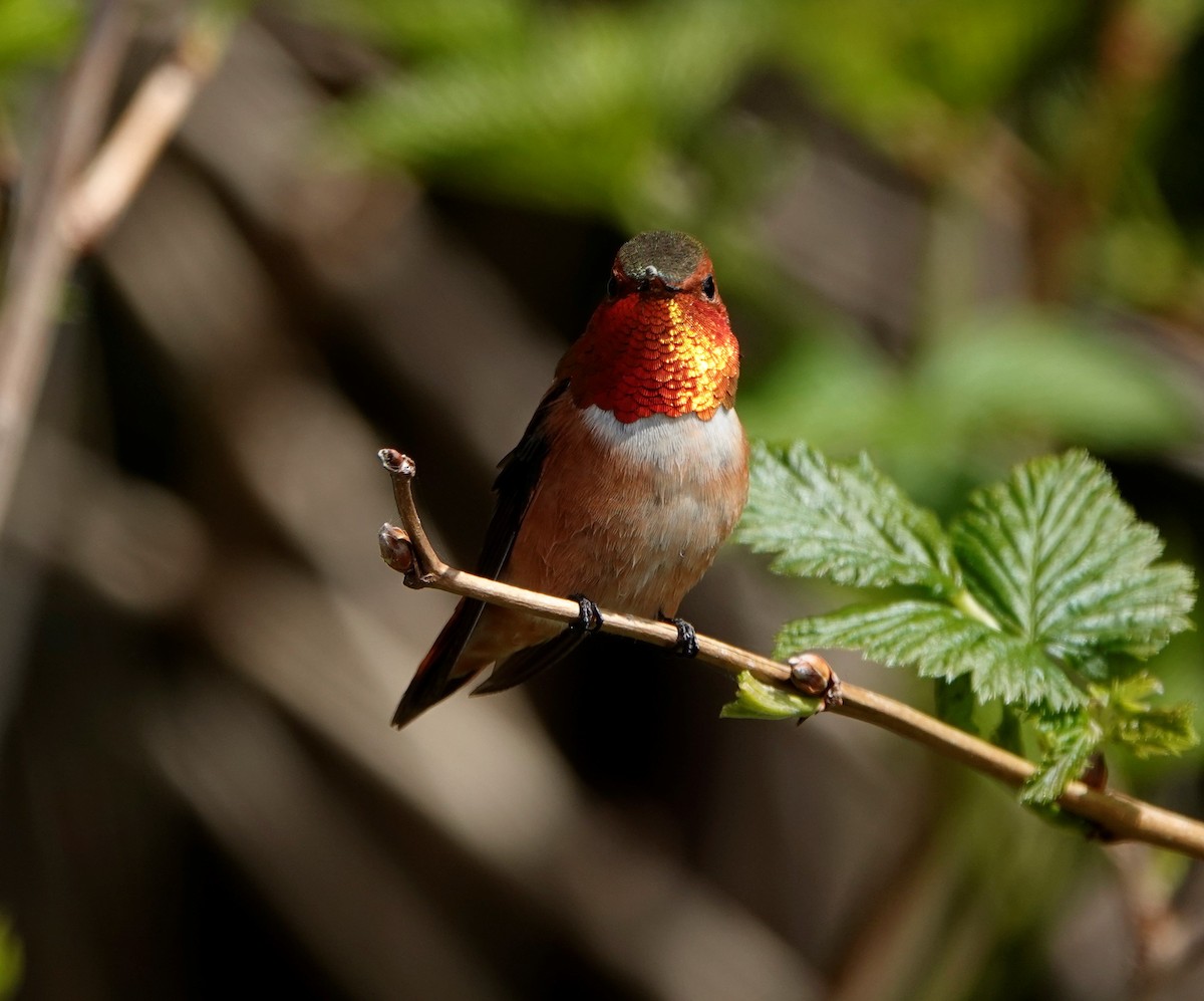 Rufous Hummingbird - ML568530621