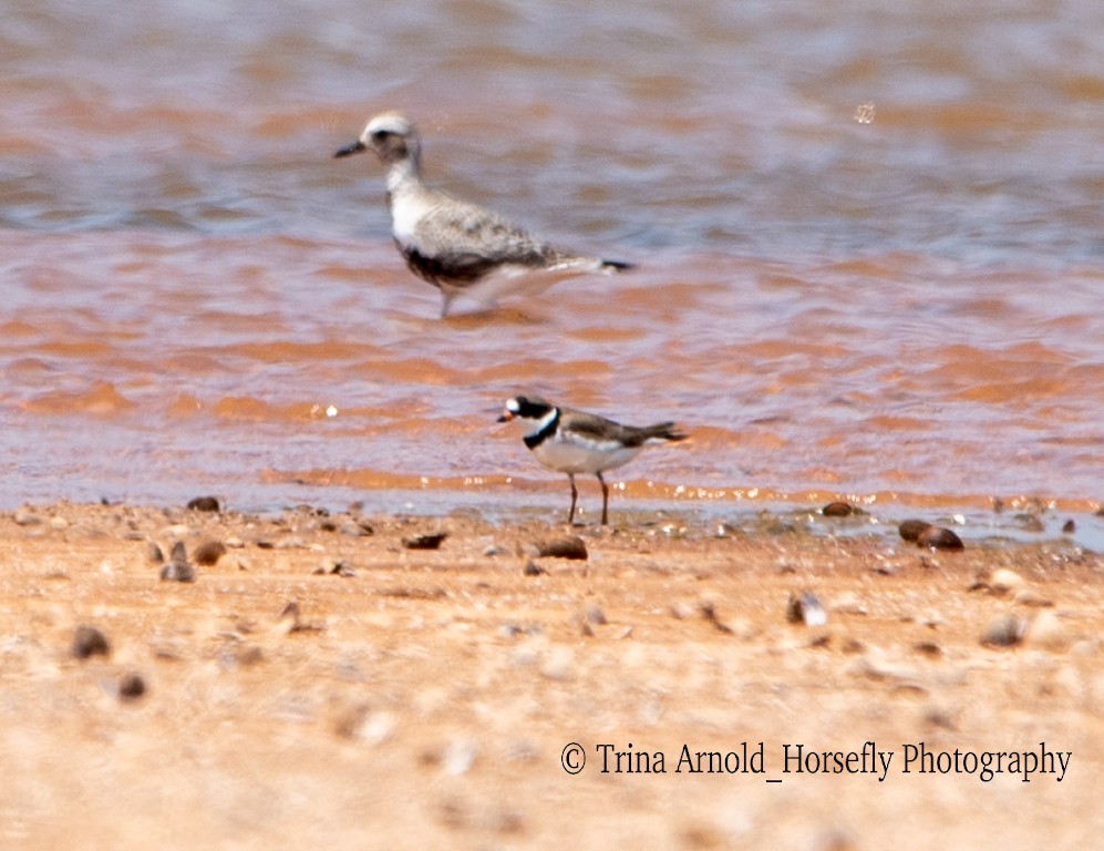 Semipalmated Plover - ML568530771