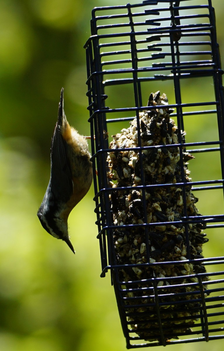Red-breasted Nuthatch - ML568531161