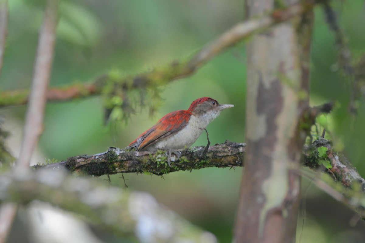 Scarlet-backed Woodpecker - ML56853201