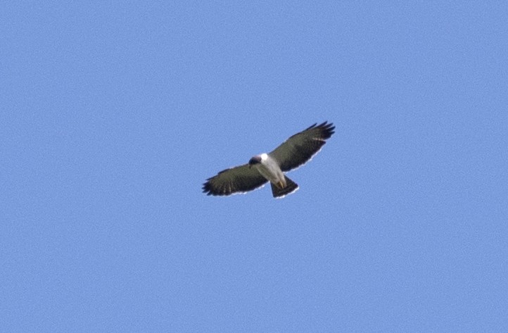 Short-tailed Hawk - ML568534871