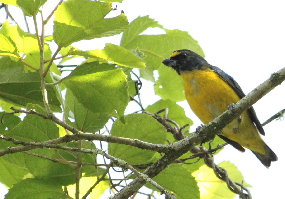 Green-throated Euphonia - Miguel  Magro