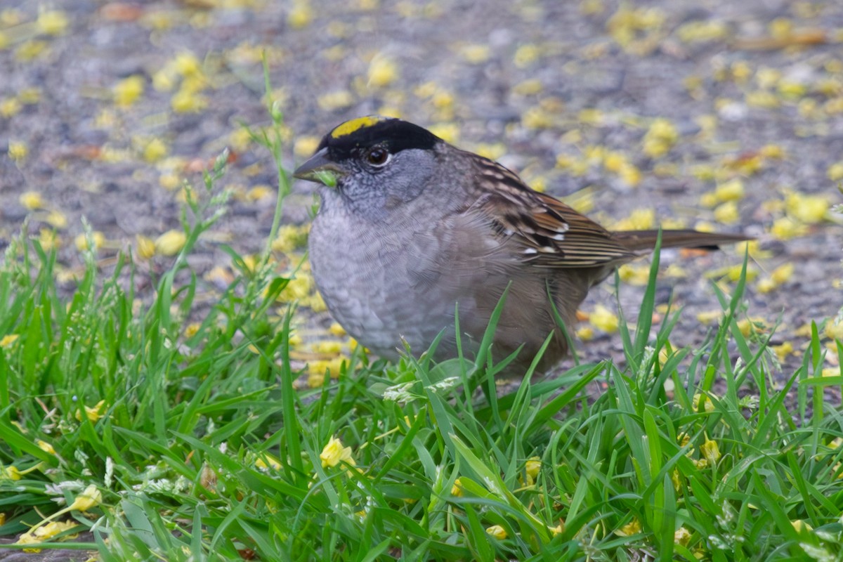 Golden-crowned Sparrow - ML568542221