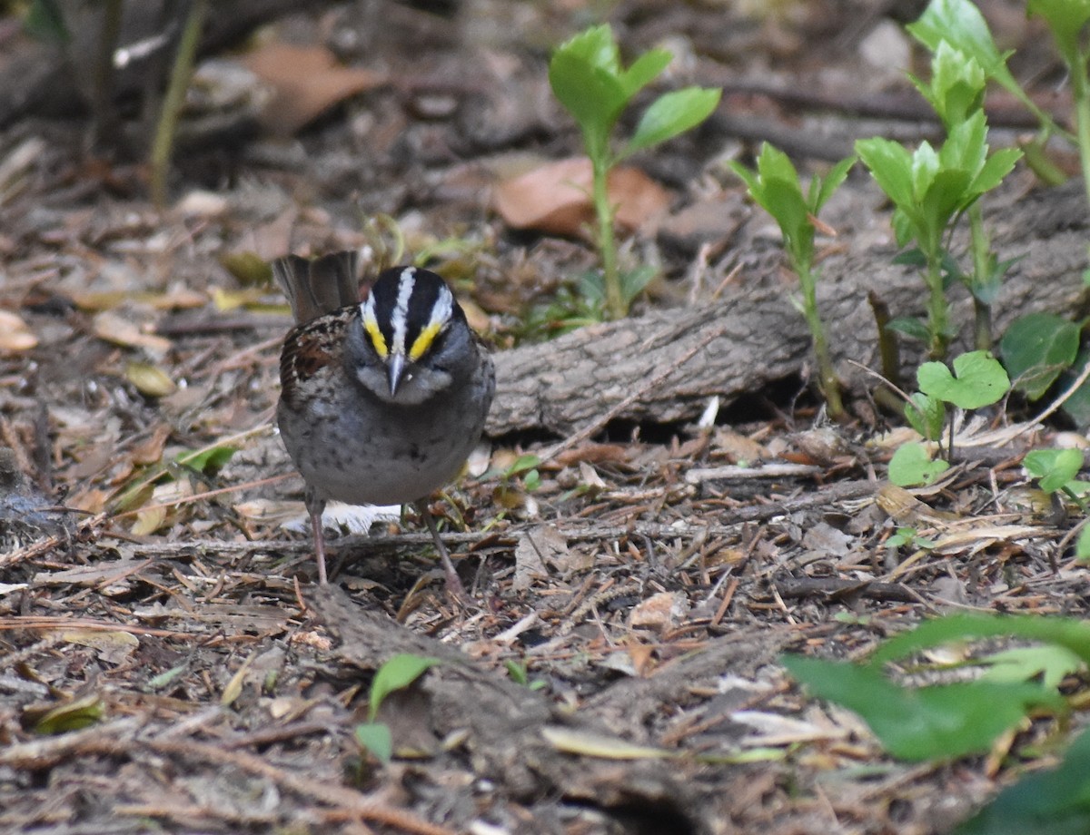 White-throated Sparrow - ML568546621