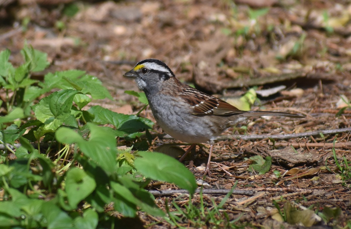 White-throated Sparrow - ML568546651