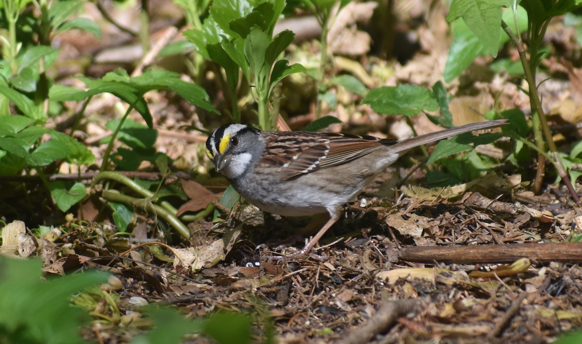 White-throated Sparrow - ML568546751