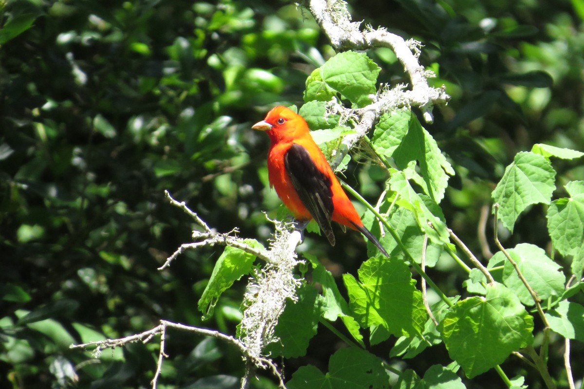 Scarlet Tanager - Kris  Cannon
