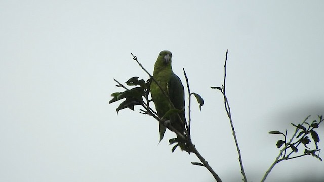 Scaly-naped Parrot - ML568550741