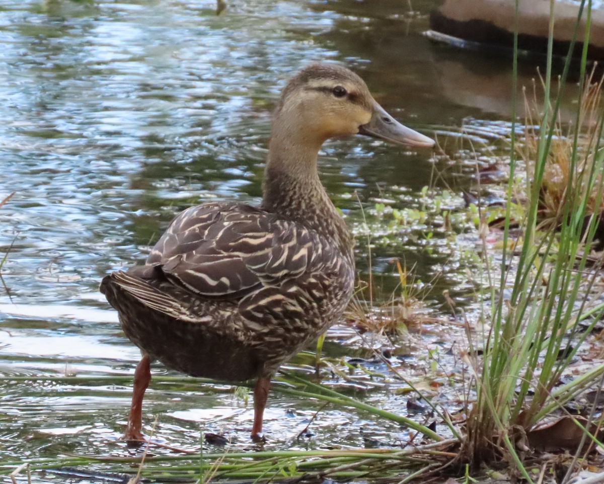 eBird Checklist 7 May 2023 North Jupiter Flatwoods Natural Area 7