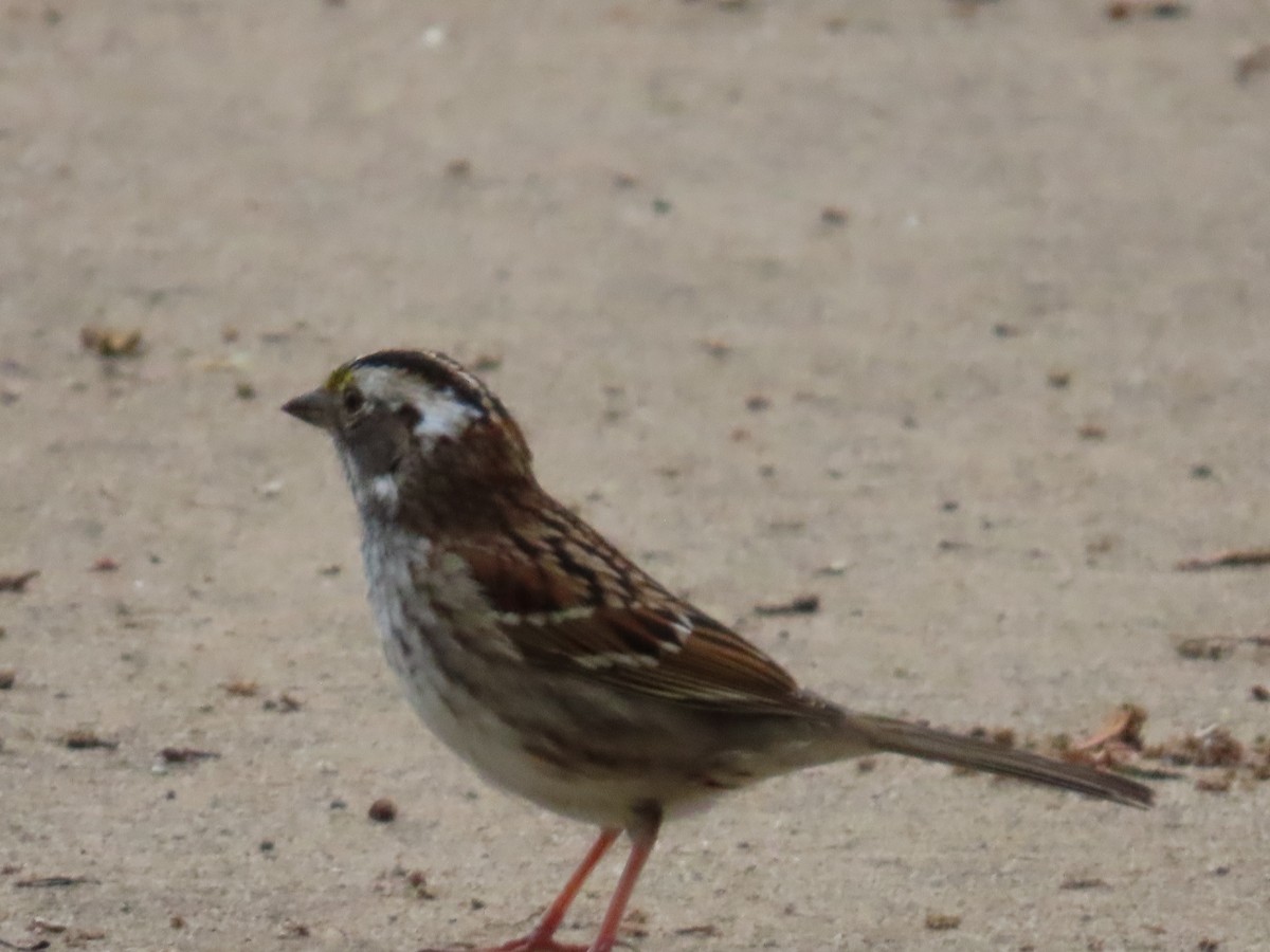 White-throated Sparrow - ML568560111