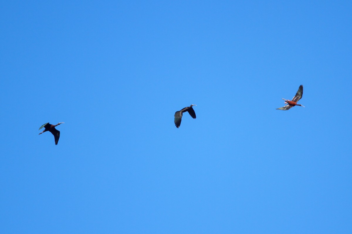 ibis hnědý - ML568562011
