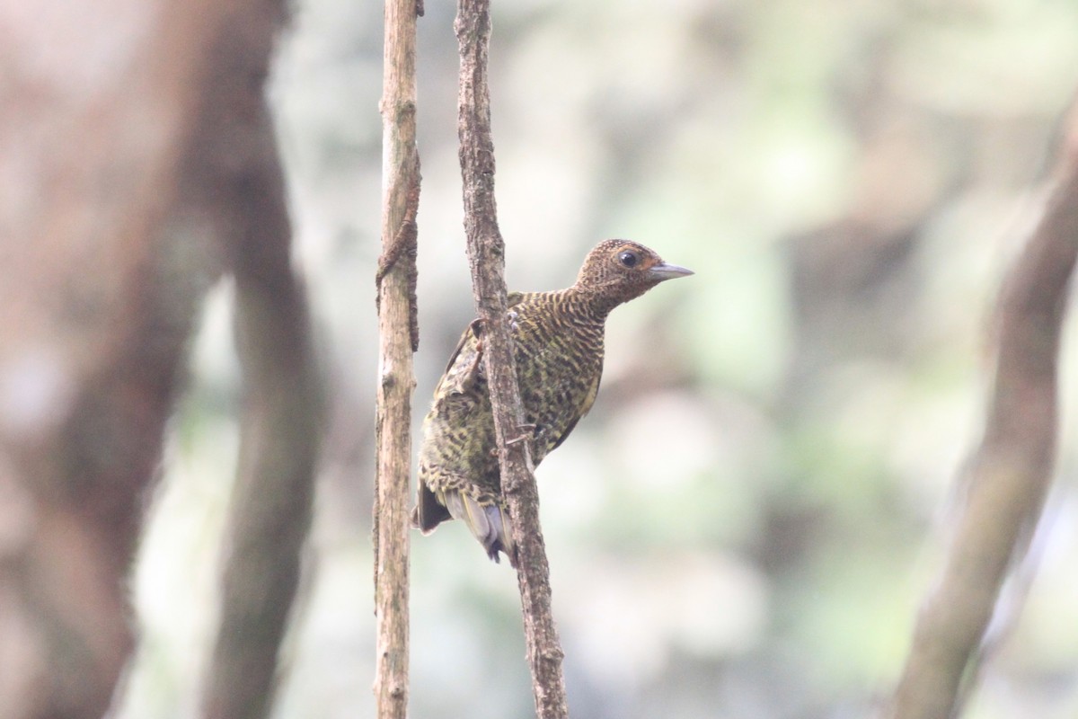 Green-backed Woodpecker (Little Green) - Charles Davies