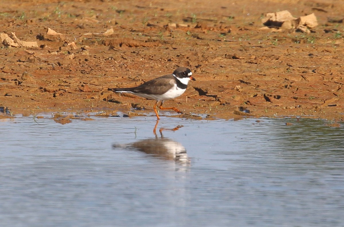 Semipalmated Plover - ML568564291