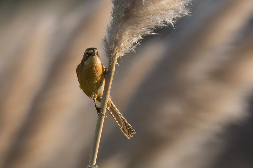 Long-tailed Reed Finch - ML568565931
