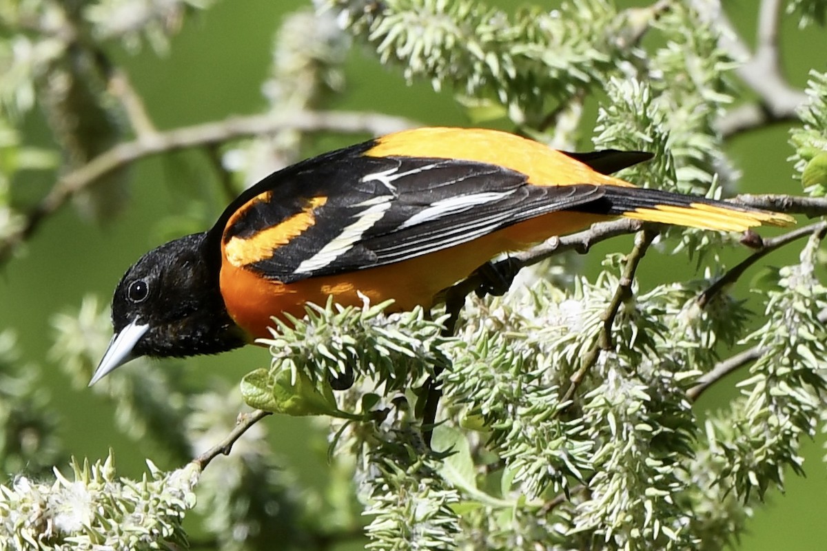 Baltimore Oriole - Mary Walsh