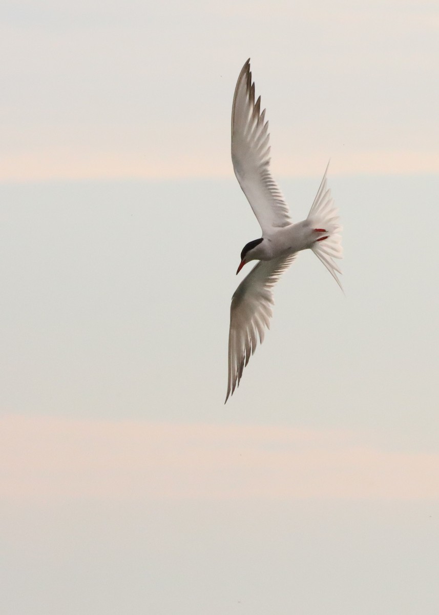 Common Tern - John Rudd