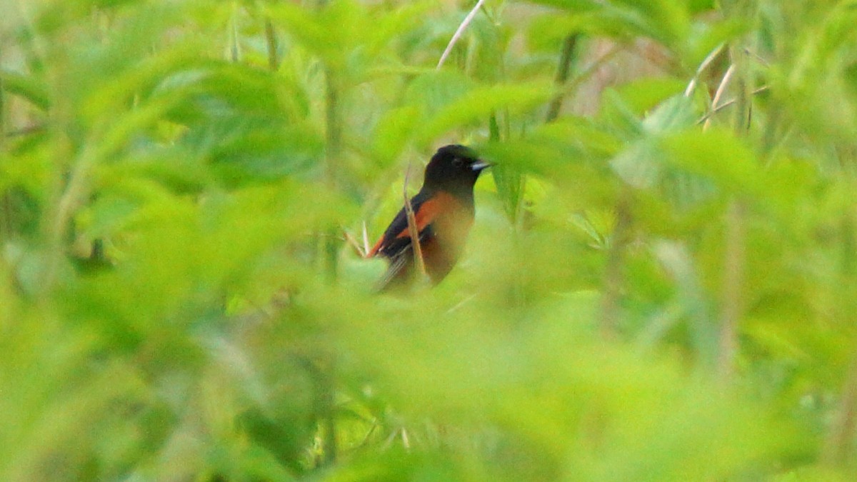 Orchard Oriole - ML568578931