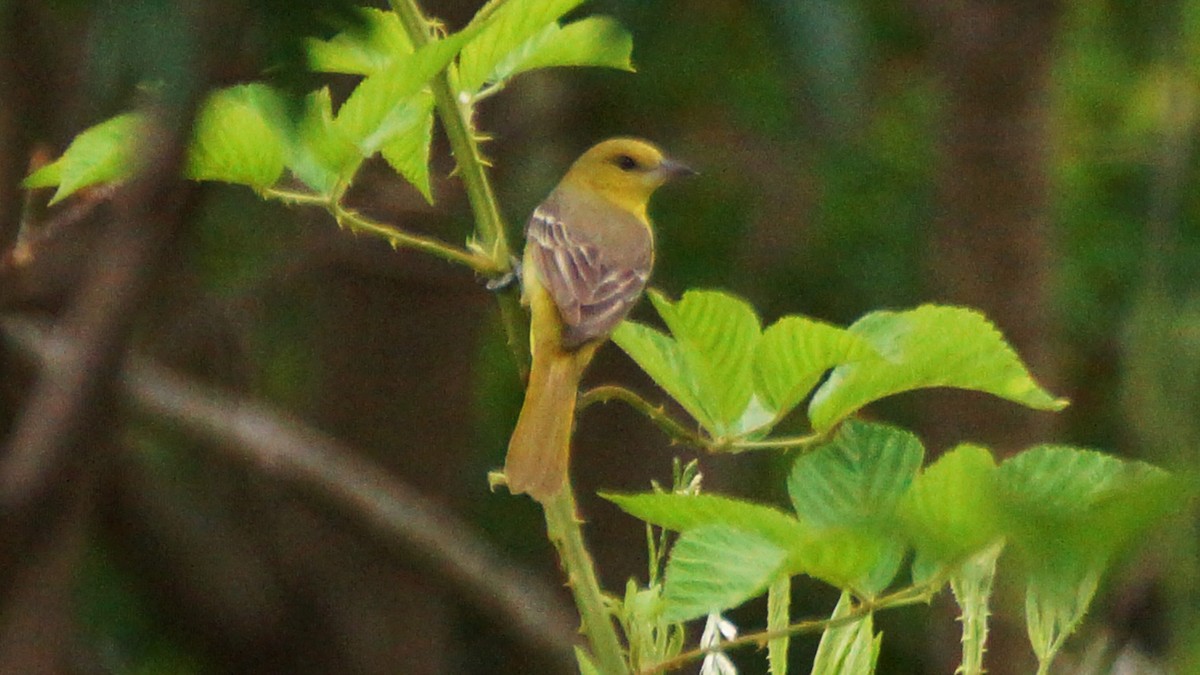 Orchard Oriole - ML568578941
