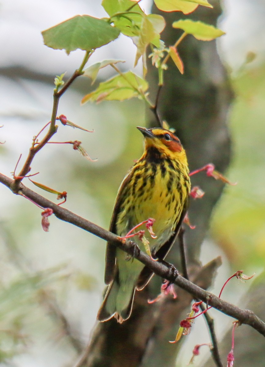 Cape May Warbler - ML568582591