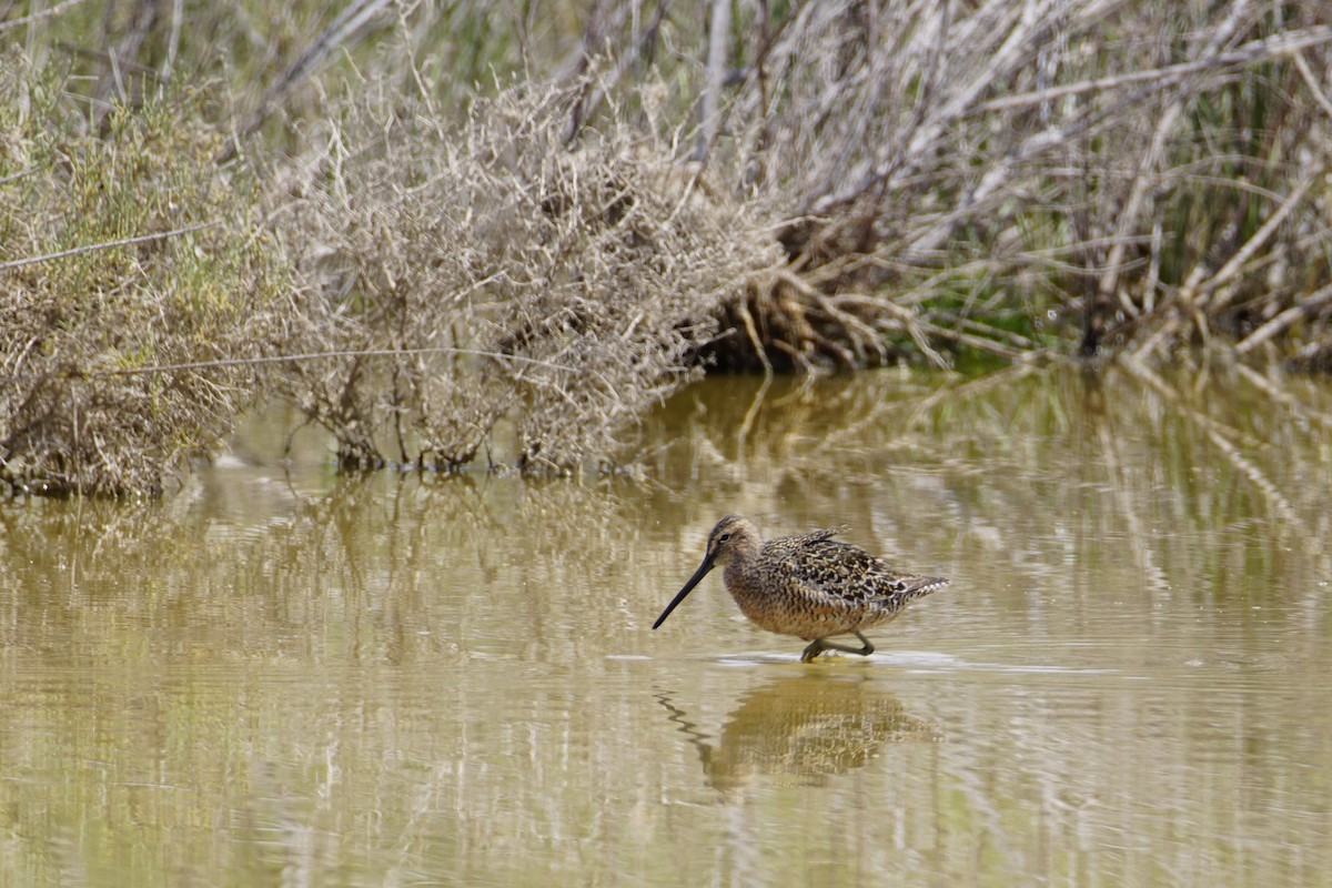 Long-billed Dowitcher - ML568585041