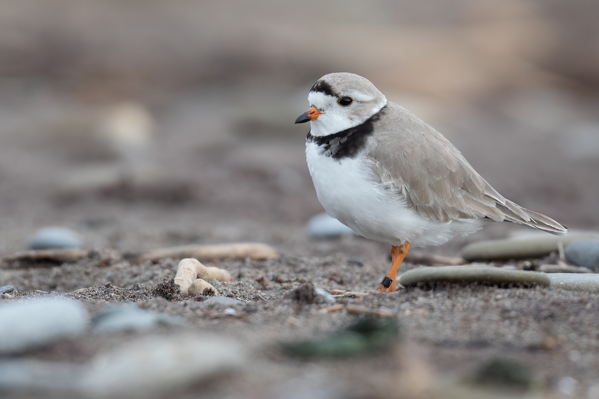 Piping Plover - ML568585821