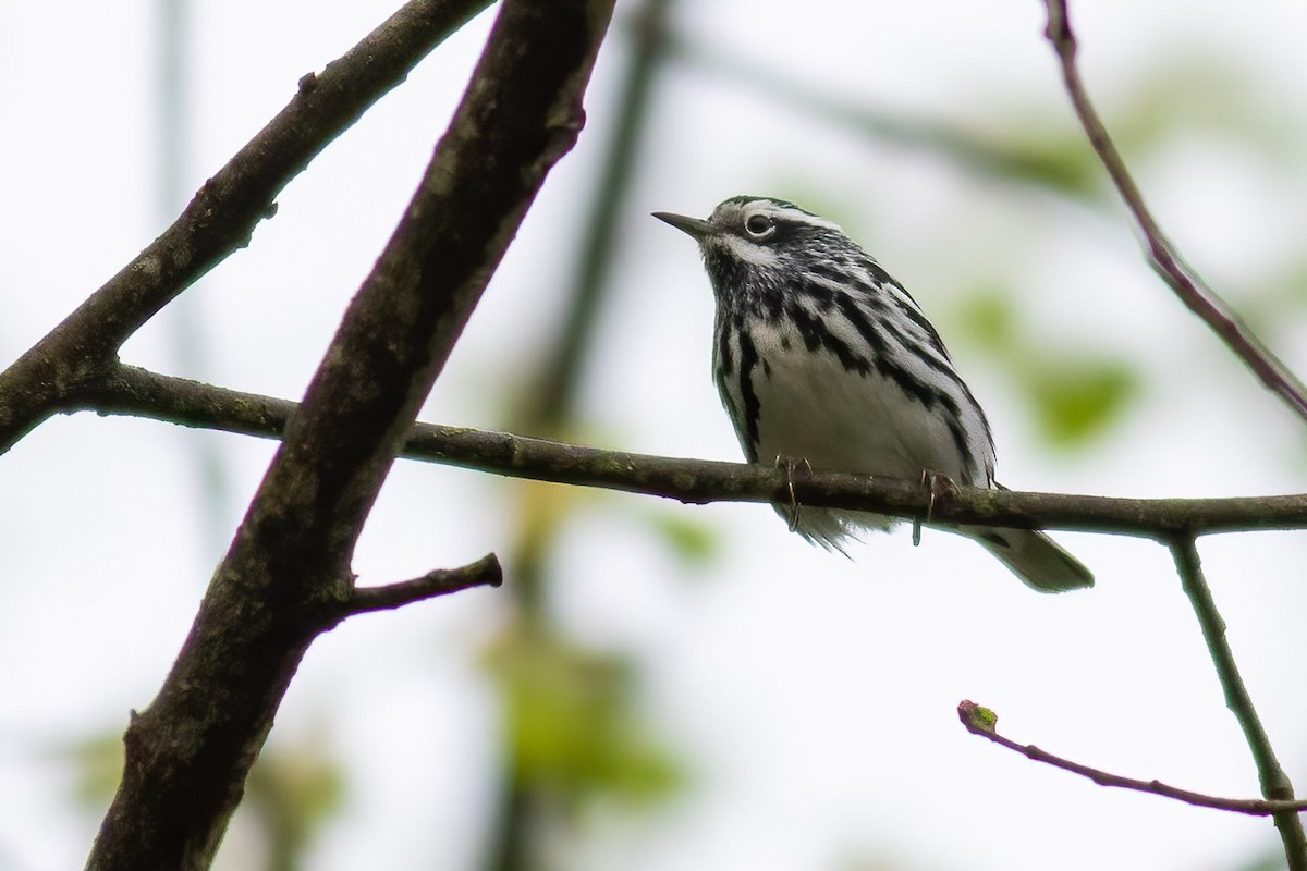 Black-and-white Warbler - ML568593011