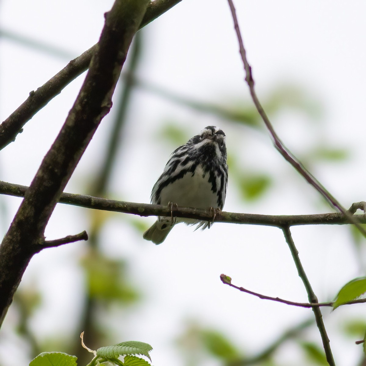 Black-and-white Warbler - ML568593021