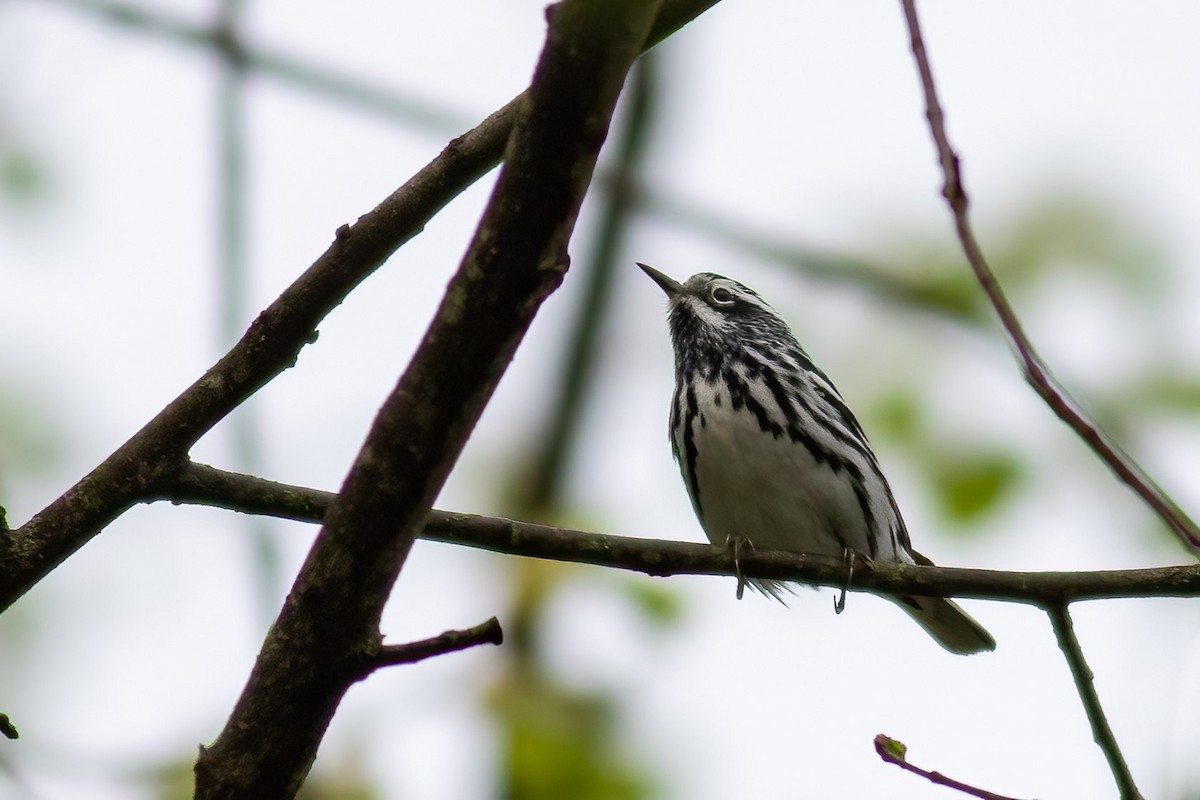 Black-and-white Warbler - ML568593031