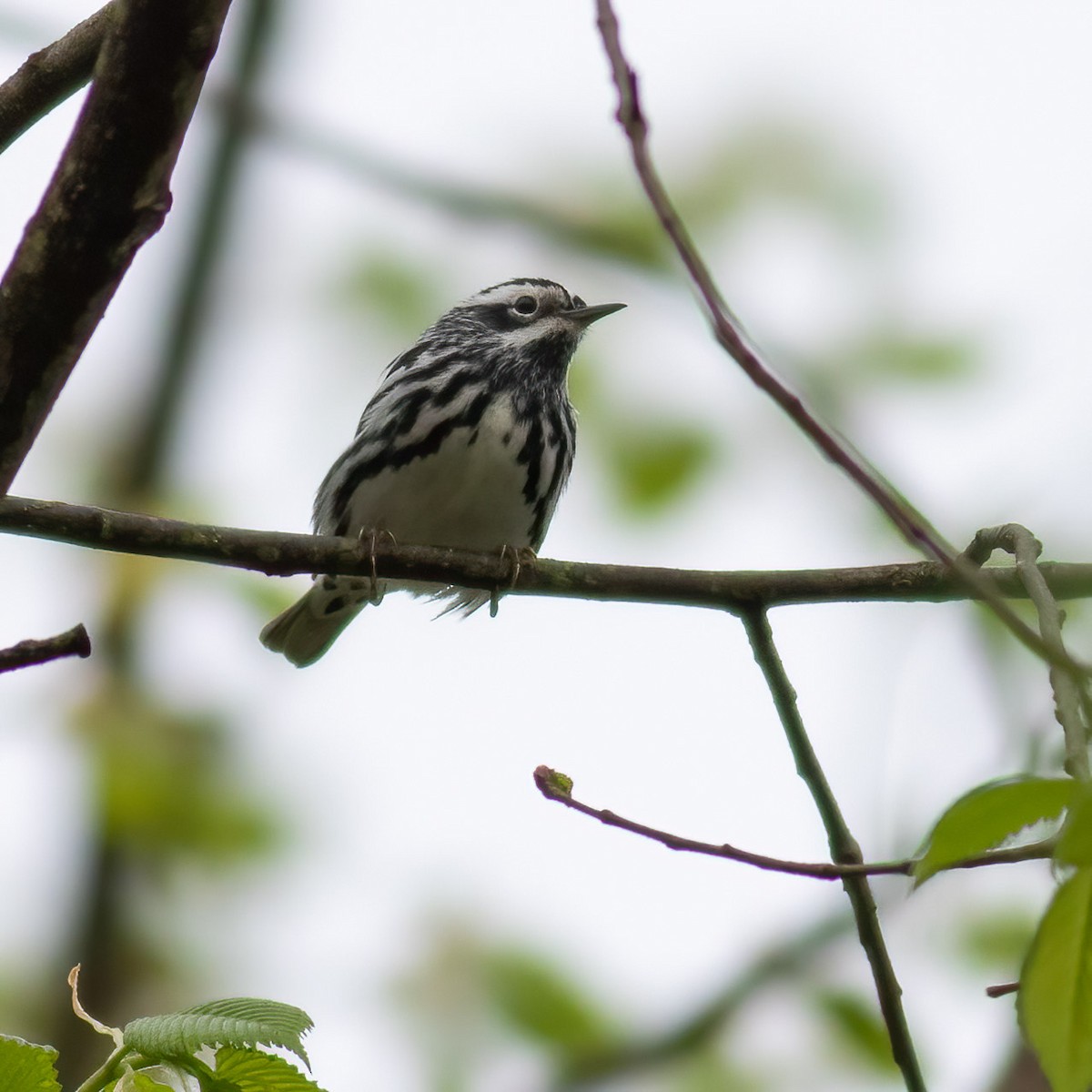 Black-and-white Warbler - ML568593041