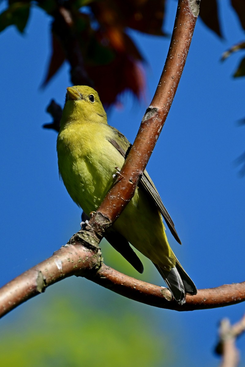 ml568600941-scarlet-tanager-macaulay-library