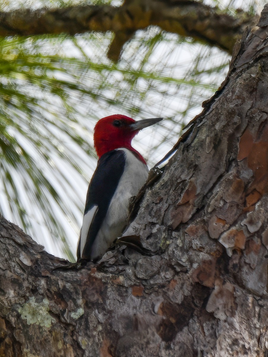 Red-headed Woodpecker - ML568602961