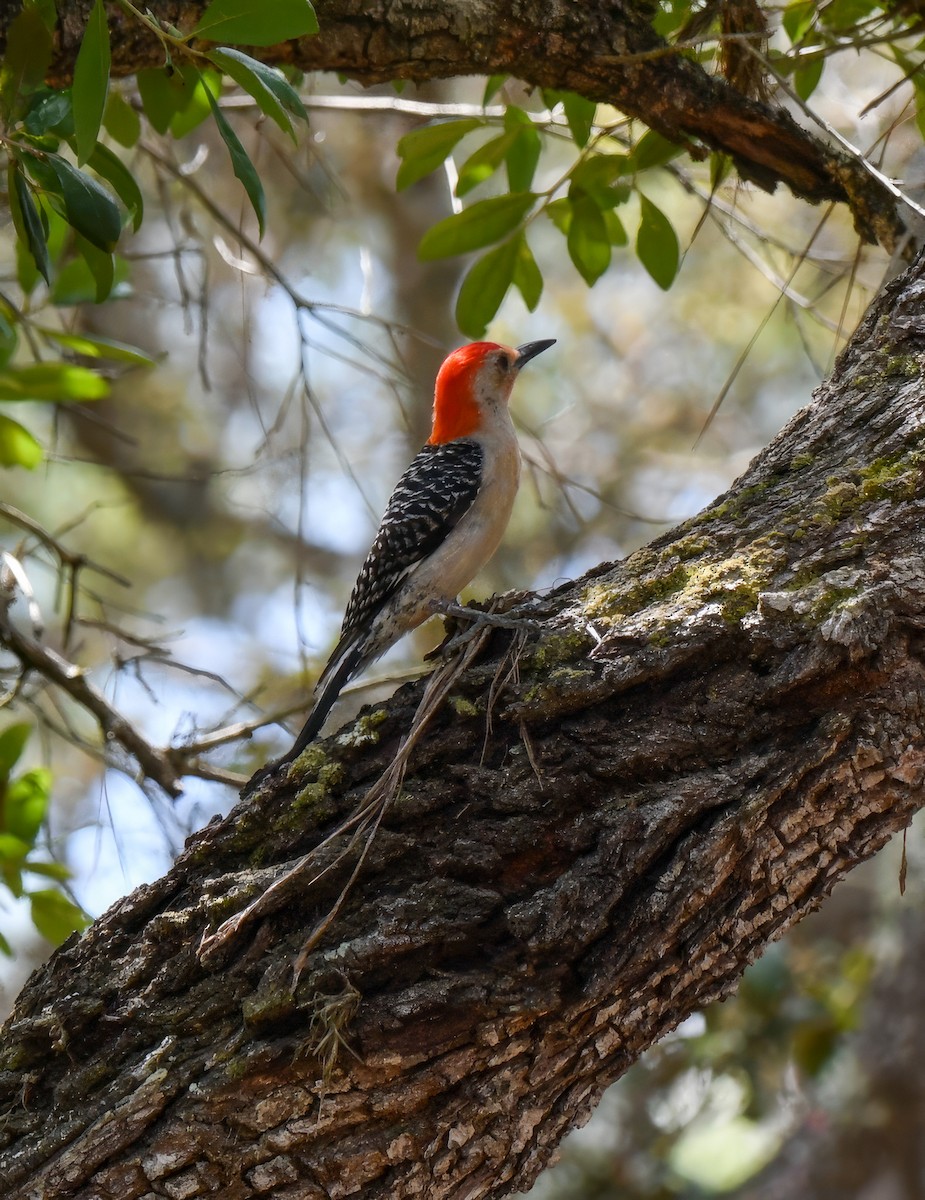 Red-bellied Woodpecker - Kristina Fisher