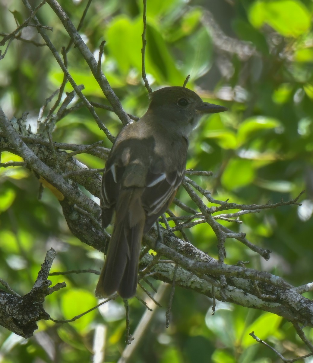 Great Crested Flycatcher - ML568603431
