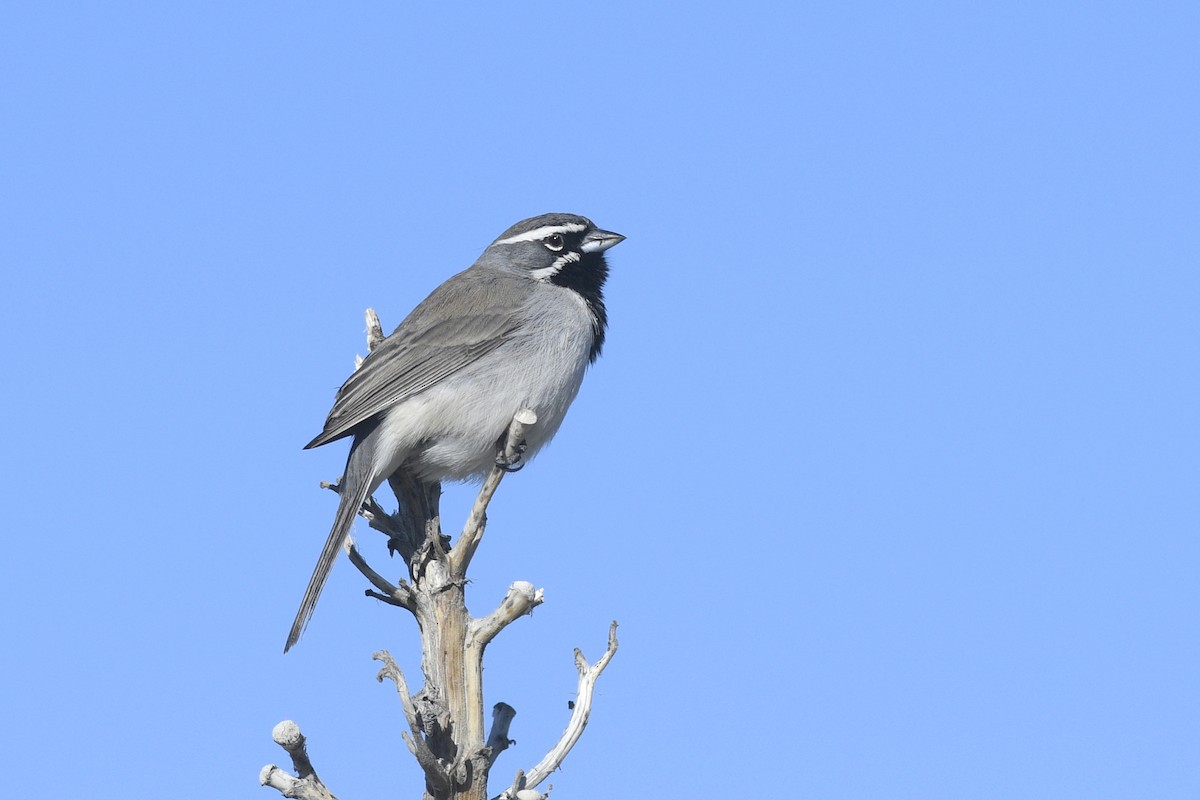 Black-throated Sparrow - ML568603981